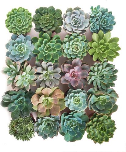 Home Botanicals 4 Inch Rosette Succulent Collection Succulent (Collection of 20)