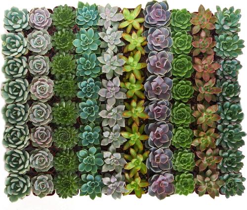 Home Botanicals Rosette Succulent (Collection of 64)