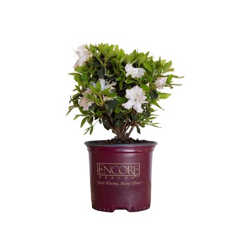 Encore Azalea Autumn Lily (1 Gallon) White Flowering Shrub - Full Sun Live Outdoor Plant