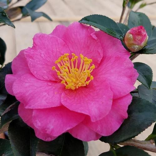 Shi Shi Gashira Camellia (2.5 Quart) Blooming Evergreen Shrub with Pink Flowers- Full Sun Live Outdoor Plant