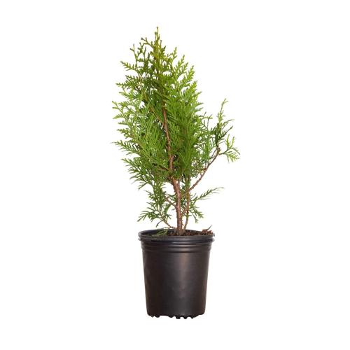 Green Giant Arborvitae (2.5 Quart) Fast Growing Evergreen Thuja Tree - Full Sun Live Outdoor Plant