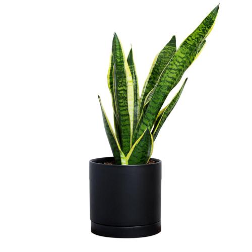 Greendigs Snake Plant, 7 in. Black Pot, Perfect for Beginners