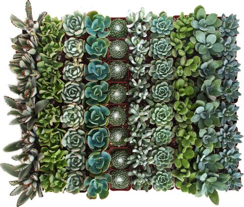 Home Botanicals Blue/Green Collection Succulent (Collection of 100)