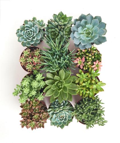 Home Botanicals 4 Inch Assorted Succulent Collection Succulent (Collection of 12)