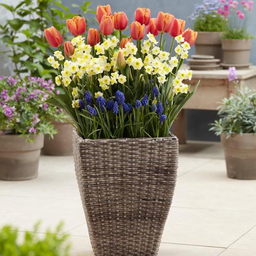 Van Zyverden Spring Blooming Patio Planter Kit with Decorative Faux Rattan Planter, Medium, Gloves and Set of 45 Bulbs Multicolor Part Sun