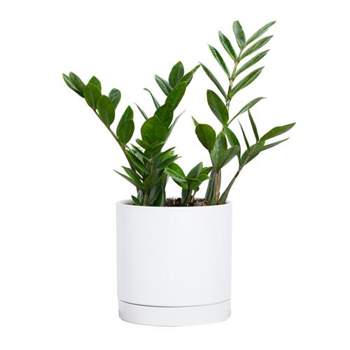 Greendigs ZZ Plant, 7in. White Pot, A Low-Maintenance Beauty