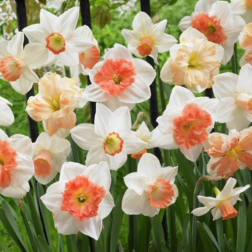 Van Zyverden Daffodils, Pink Mixture, Set of 100 Bulbs Pink Part Sun