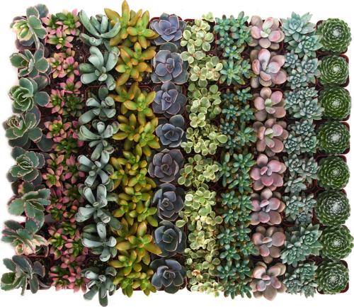 Home Botanicals Premium Pastel Succulent (Collection of 100)