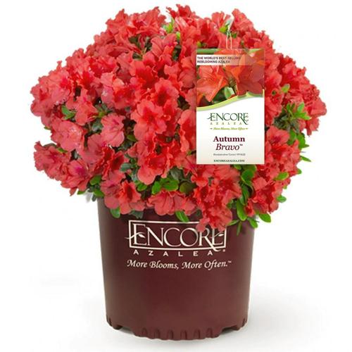 Encore Azalea Autumn Bravo Live Shrub