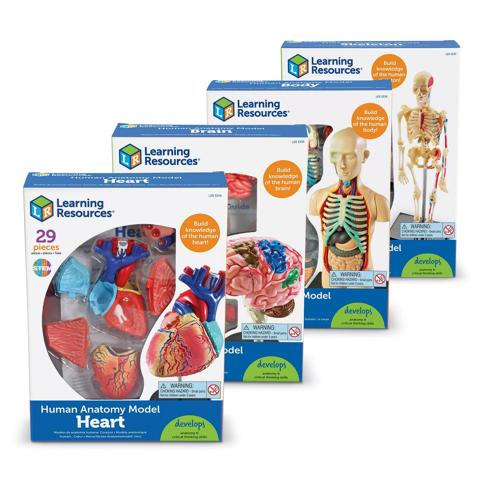 Learning Resources Anatomy Models Bundle Set - 4 STEM Anatomy Demonstration Tools, Ages 8+ Classroom Demonstration Tools, Teacher Supplies