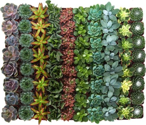 Home Botanicals Assorted Succulent (Collection of 32)