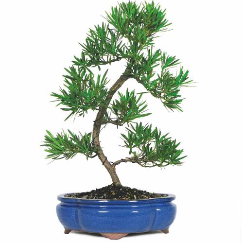 Podocarpus Bonsai Tree