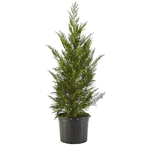Leyland Cypress Shrub 7 Gallon