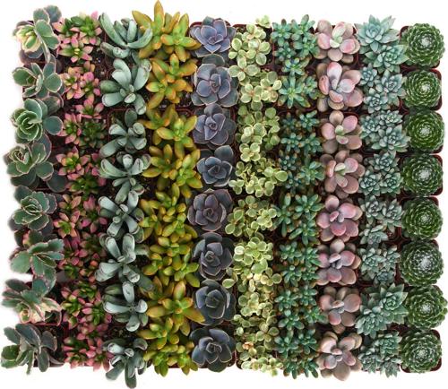Home Botanicals Premium Pastel Succulent (Collection of 64)