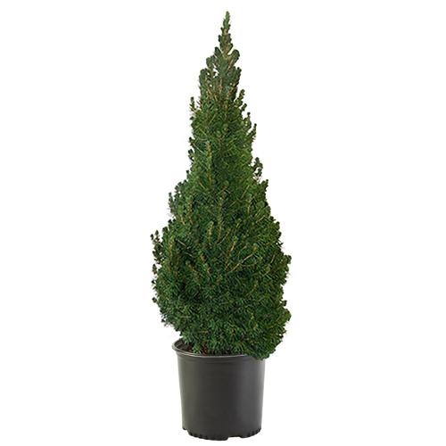 Dwarf Alberta Spruce Evergreen Live Shrubs