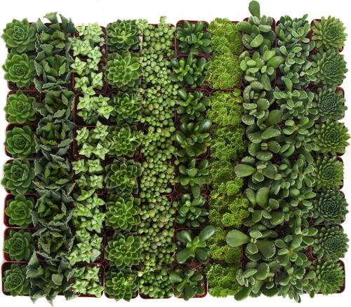 Home Botanicals Green Succulent (Collection of 36)